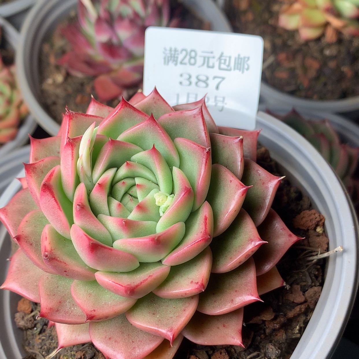 【闪购商品】云387号