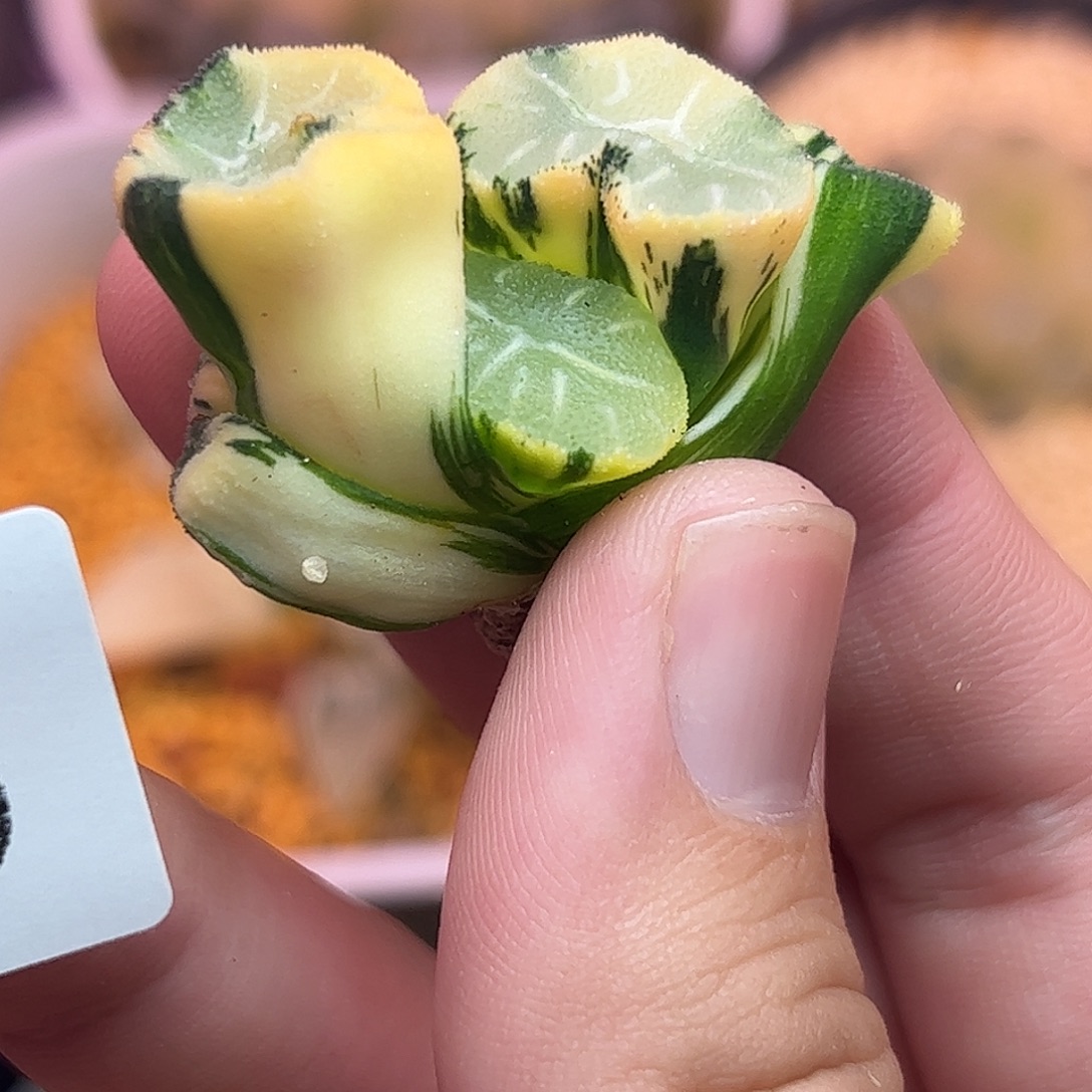 街***爷768超值组合十二卷多肉植物