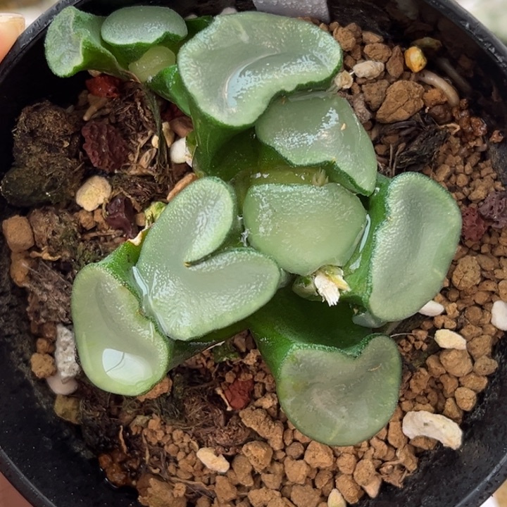 418蓝宝石万象哈哈哈哈哈哈哈哈