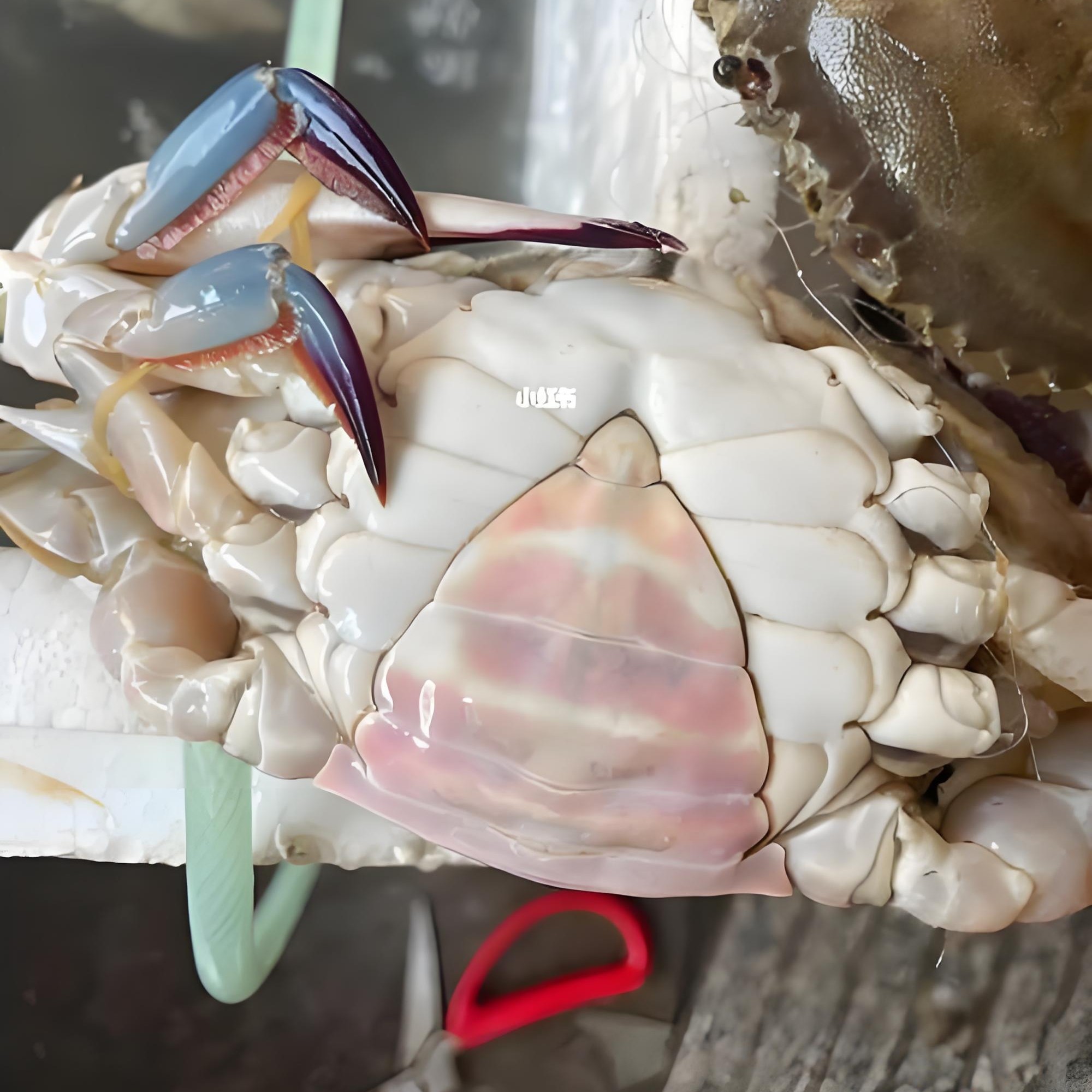 梭子蟹花旗蟹【保鲜不保活】1.4-1.7两左右一只 满三斤起发