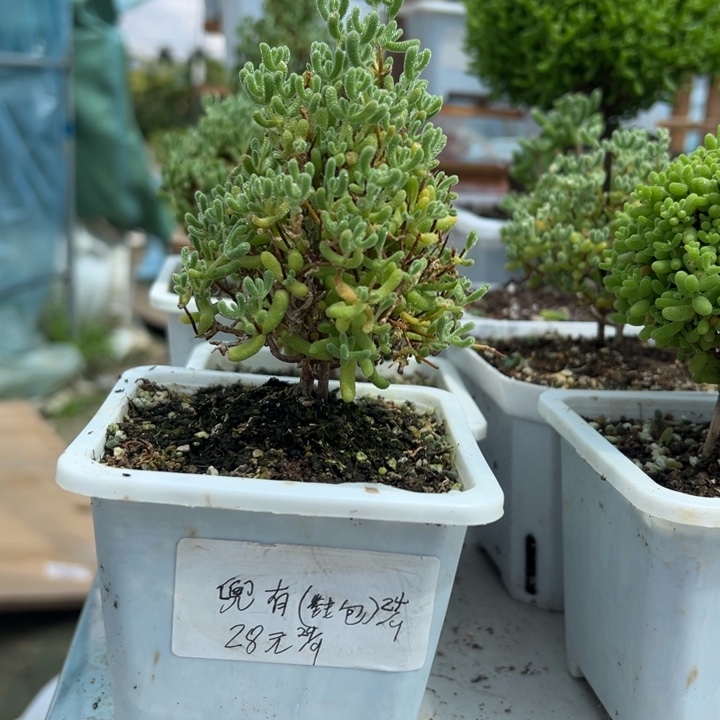 ****ᐝ露养冰晶带盆带土发