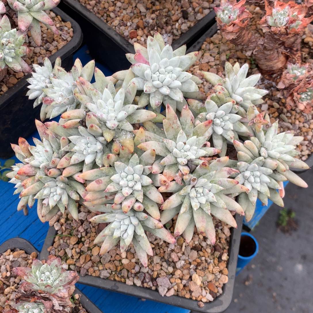 白姆，多肉植物啦啦啦