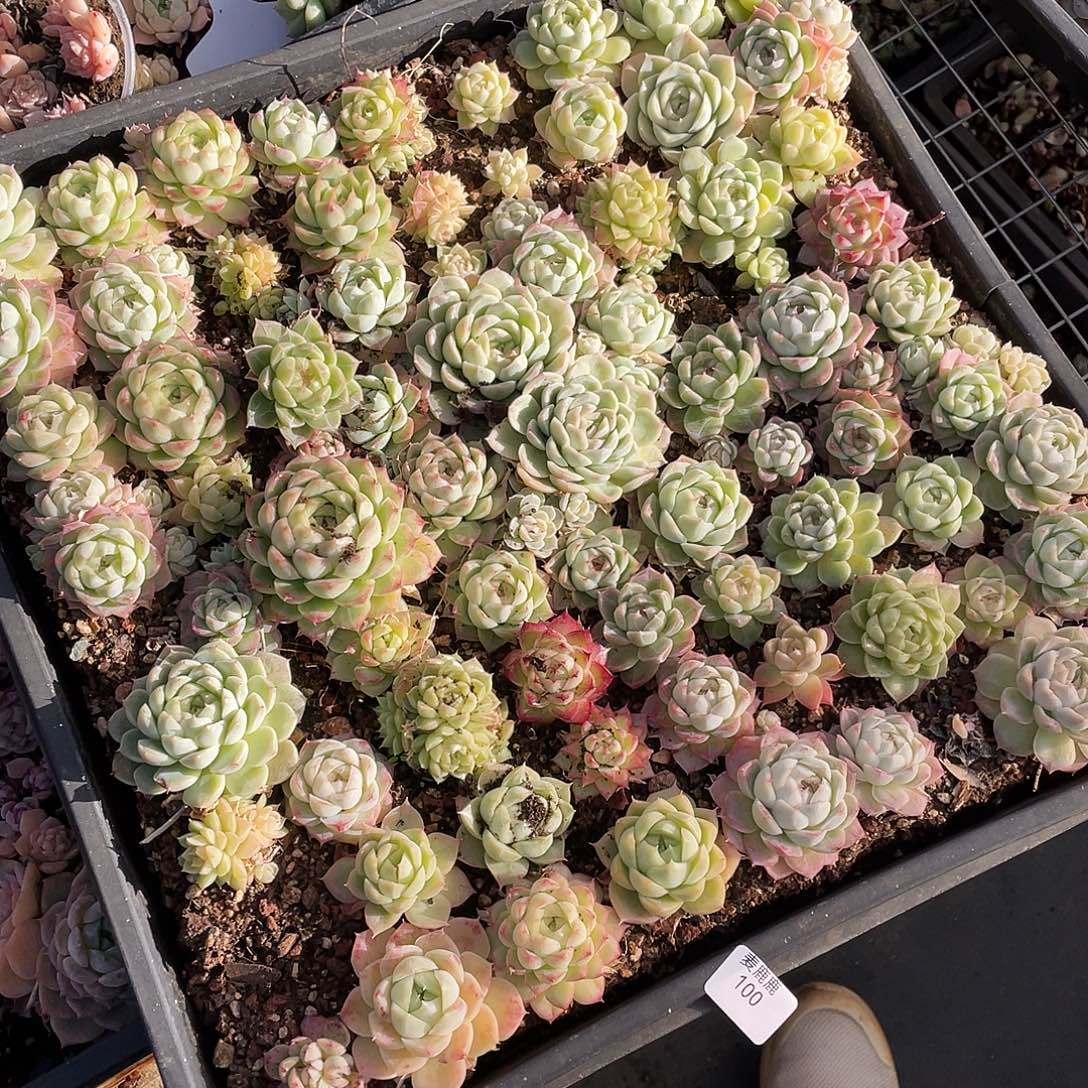 菲***100。切盒发货。        