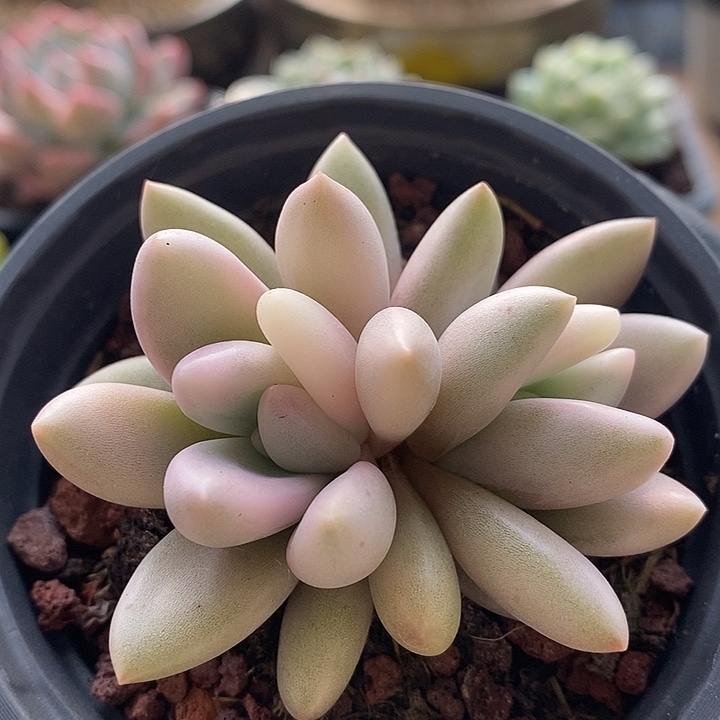 桃花源锦双头多肉植物