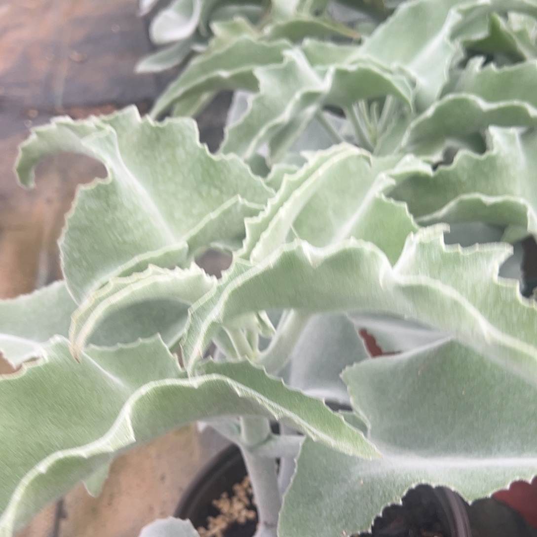 白衣嫁木多肉植物锦