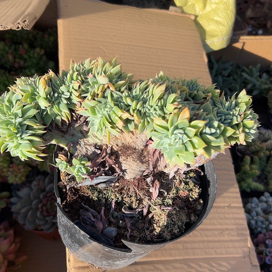 多肉植物三色堇缀