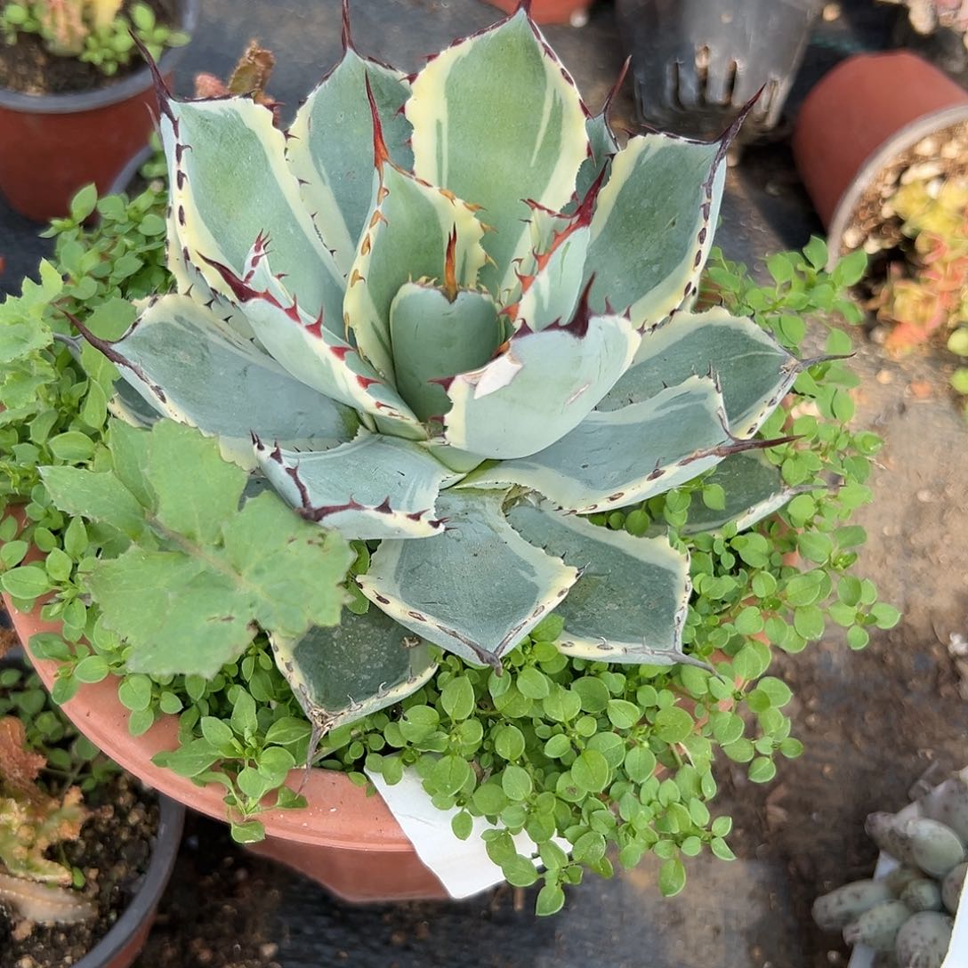 多肉植物福利吉祥冠