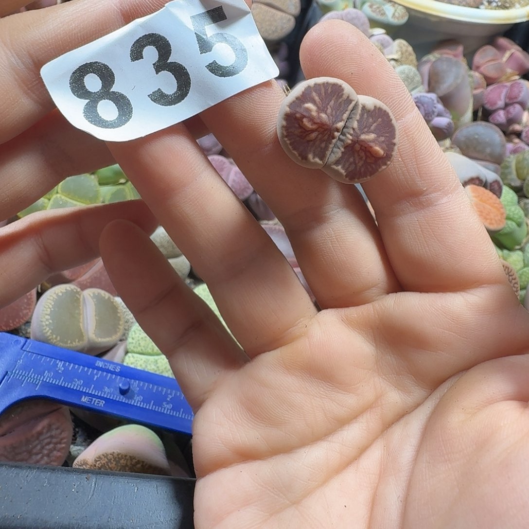 生石花一物一拍835
