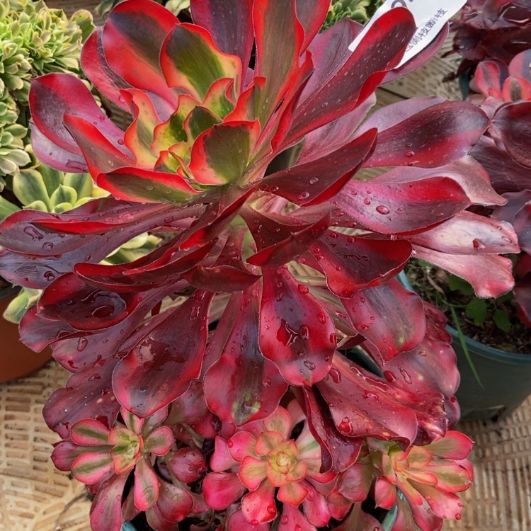 【闪购商品】4294多肉