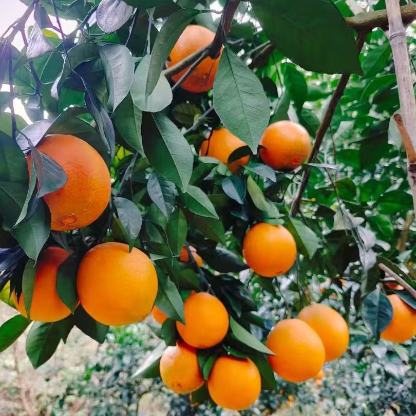 正宗江西赣南脐橙赣州产地直发10斤小果