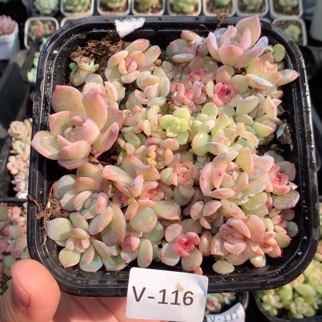 无花朵V116一英语英语