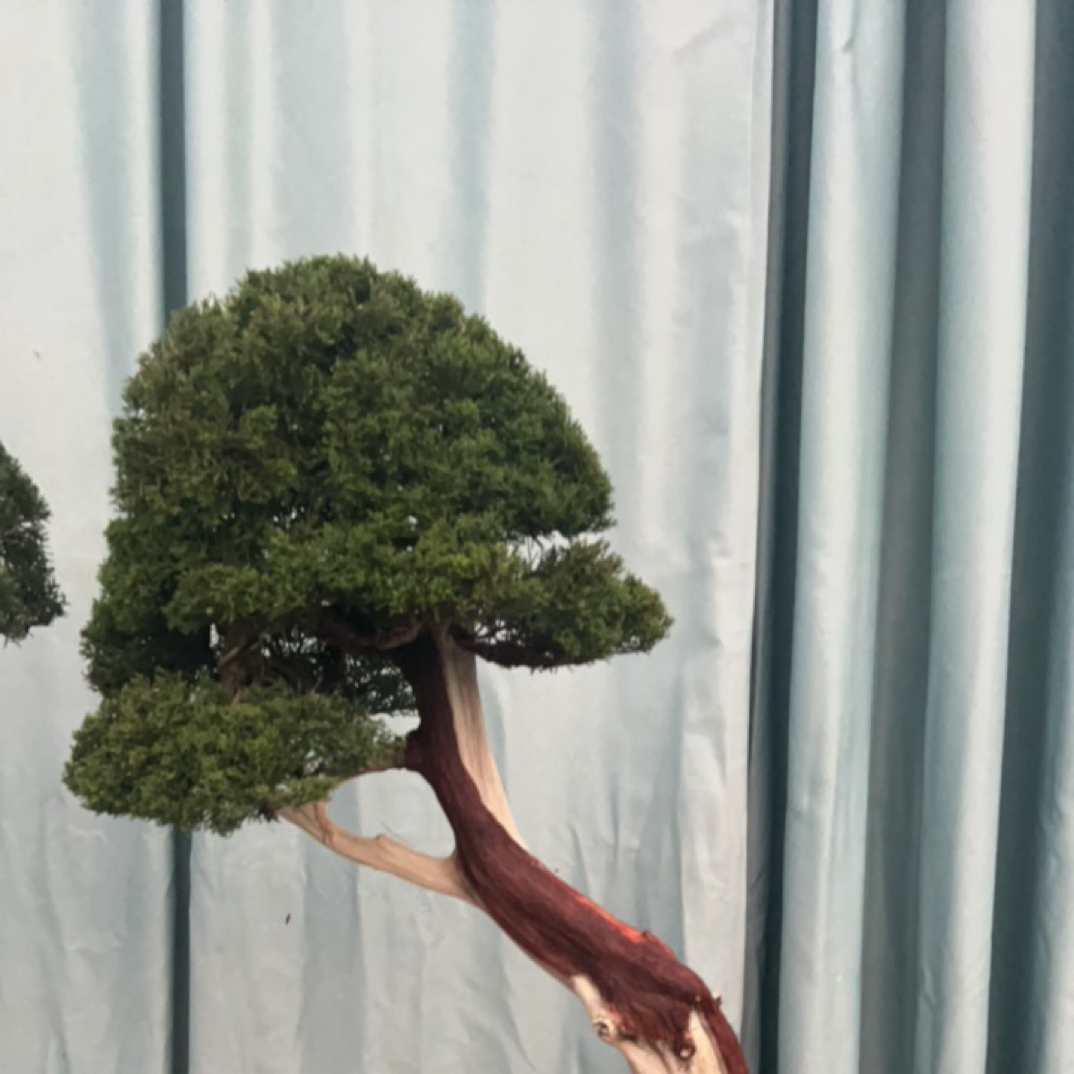 四季常青耐寒迎客松盆景室内外花卉耐热绿植