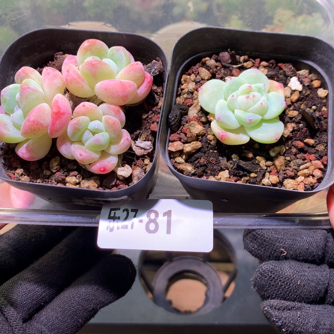 乐然27-81 冰玉2颗 