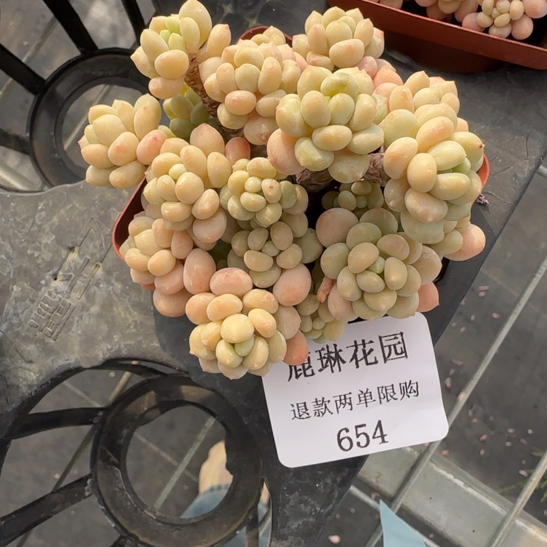 多肉很小看清楚下单拒绝非品质售后654