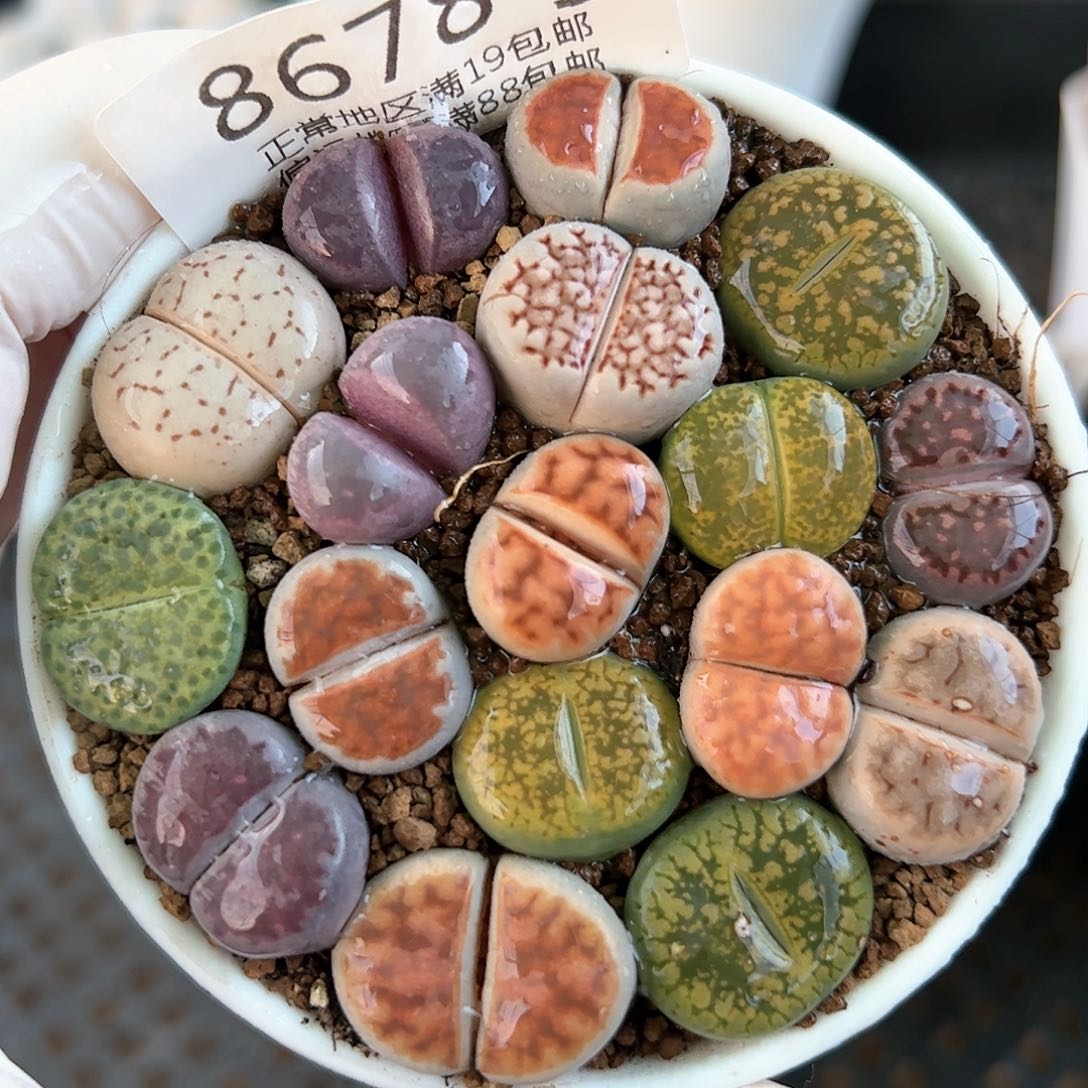 好养易活生石花大母本8678