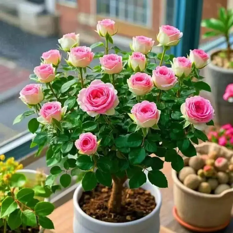 【对版发货】云南玫瑰花老桩苗四季开花耐寒耐热浓香好养可地栽盆栽