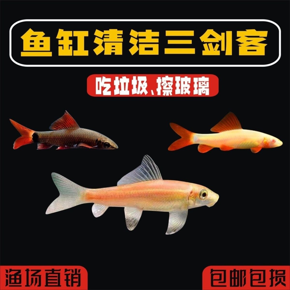 【清洁工具鱼】三剑客清洁鼠金苔鼠彩虹鲨粉红鲨老鼠鱼珍珠鼠琵琶鱼