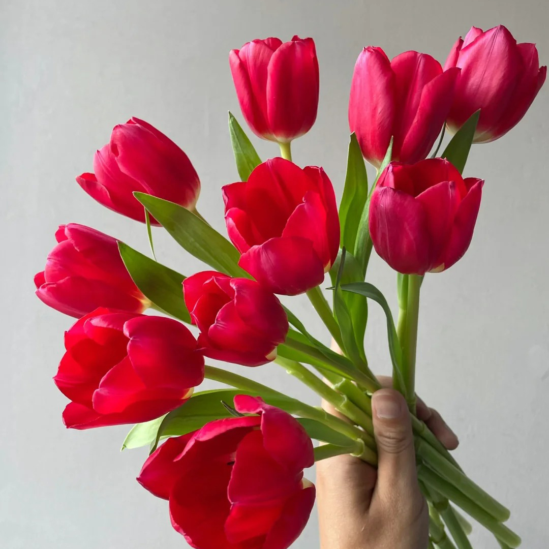 云花巷 * 【郁金香-朱雀】高贵典雅花材 鲜花优选顺丰直发