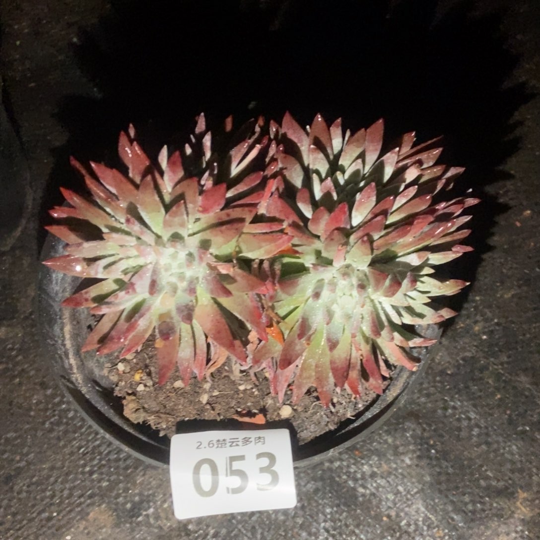 053白雪多肉植物