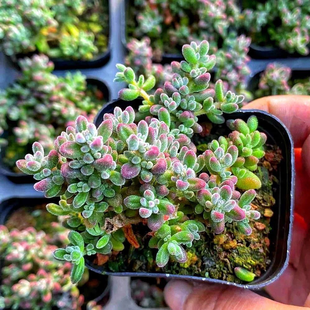 稀有贵货狐尾枝干番杏多肉植物好养活