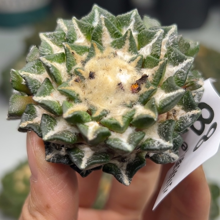 878 无根 仙人球的故事是