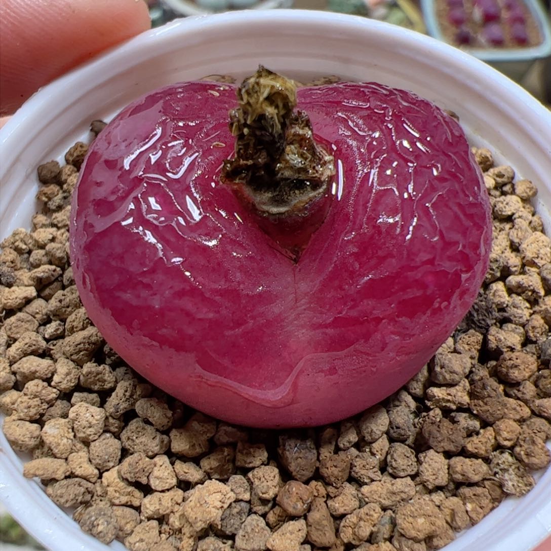 【闪购商品】98 带盆