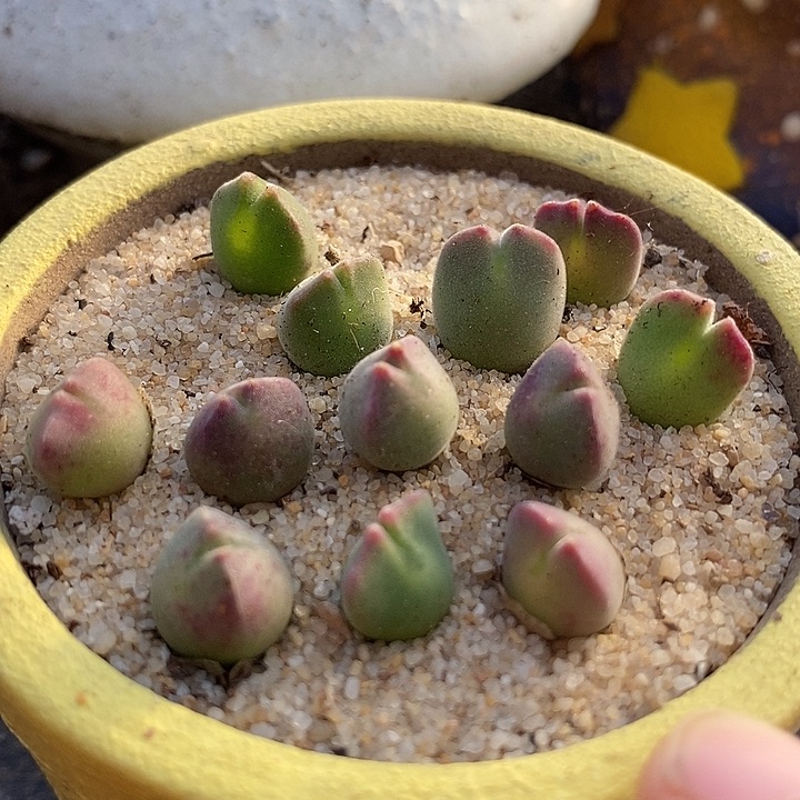 25512空蝉样本一颗