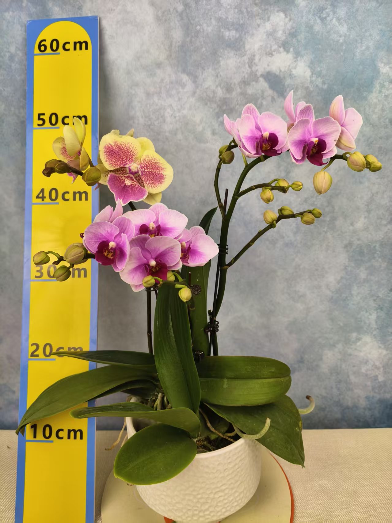 蝴蝶兰【宝贝+黄桃】花苗盆栽带花剑花苞客厅室内四季好养观赏