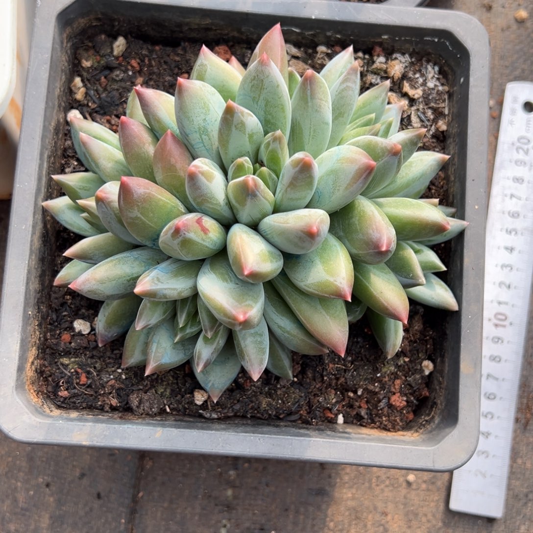 @****重楼多肉一物一拍