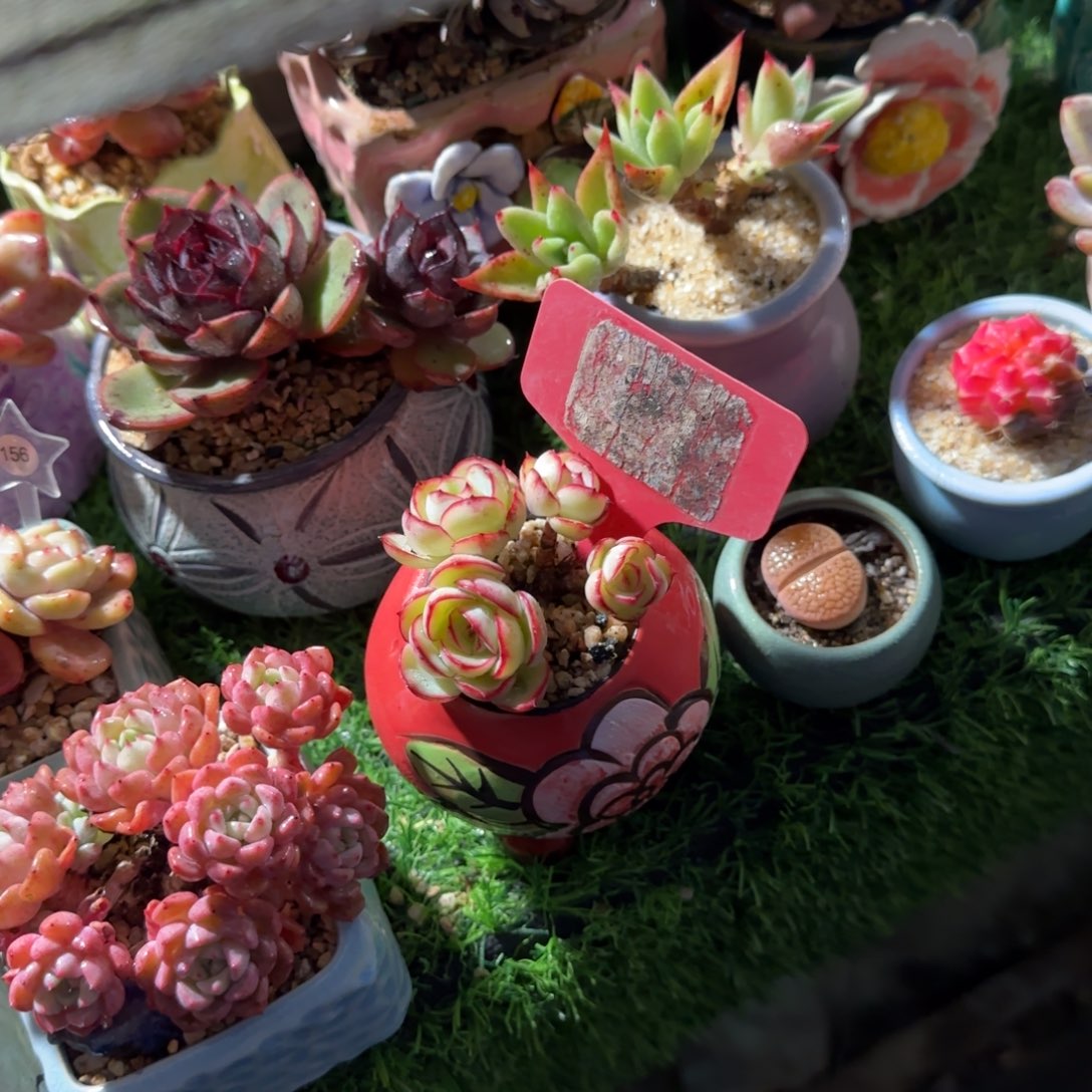 A***I多肉植物牡丹亭穷生老