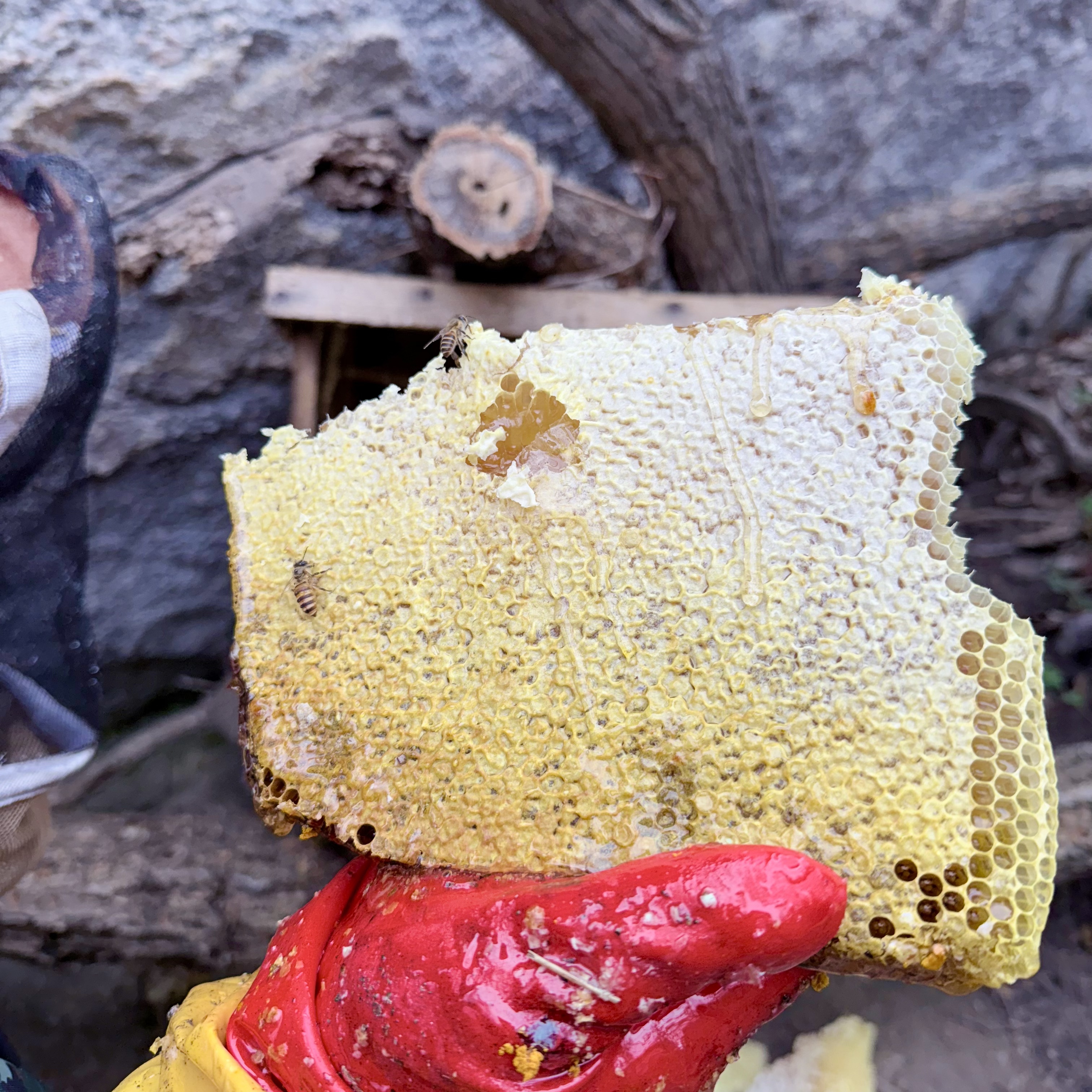 【红哥专属链接】食用农产品直播间专拍 荆条蜜