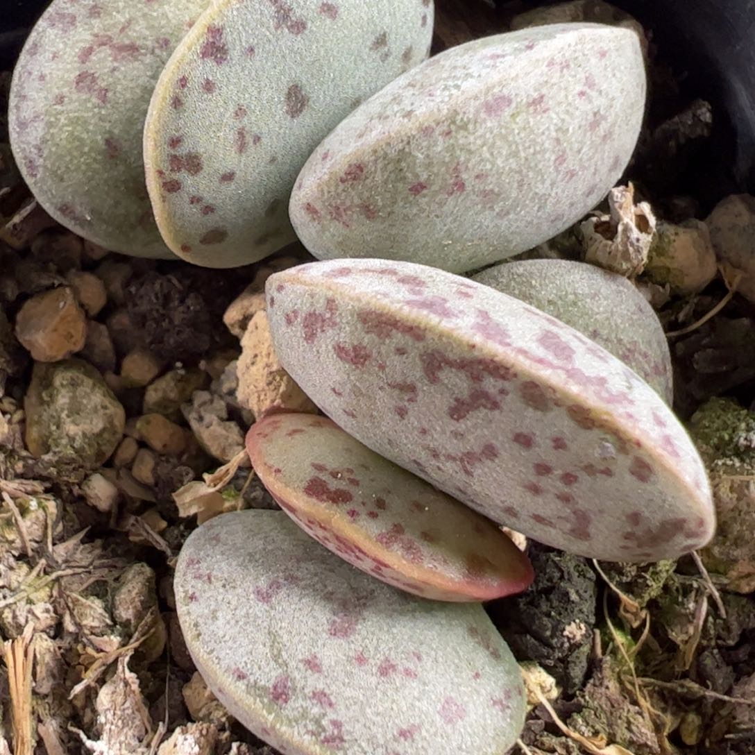 花蛋水泡多肉植物水泡