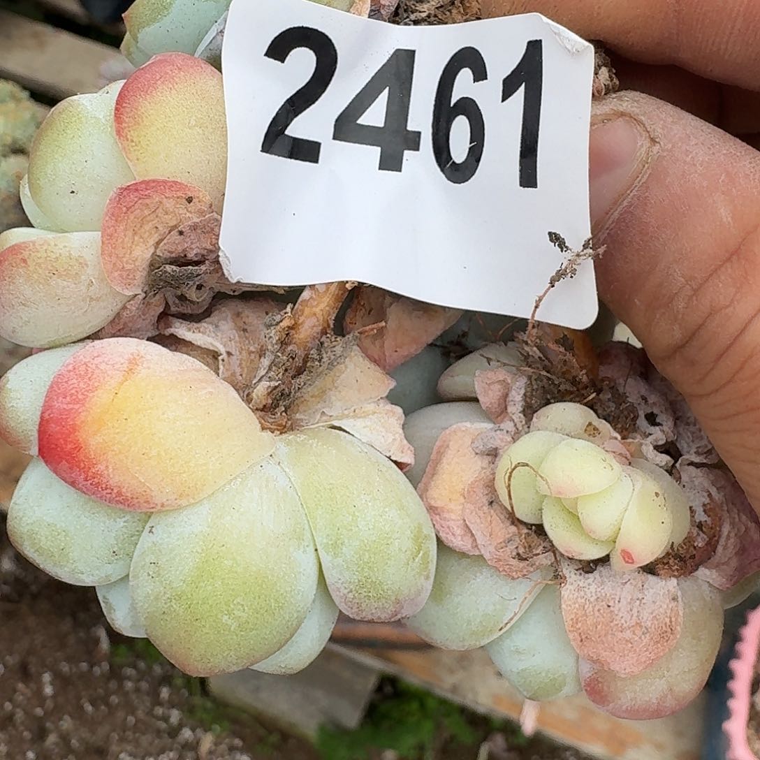 9****哥313313131313134343