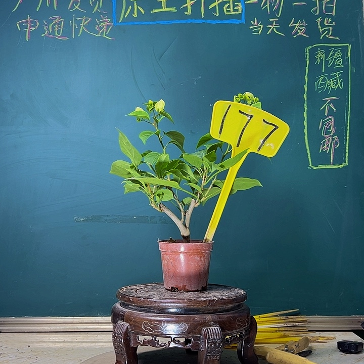 当前无花栽培后可以开花绿樱掌中宝 177