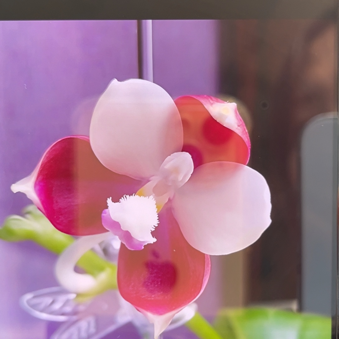 无花朵1.7寸鱼鱼分生苗