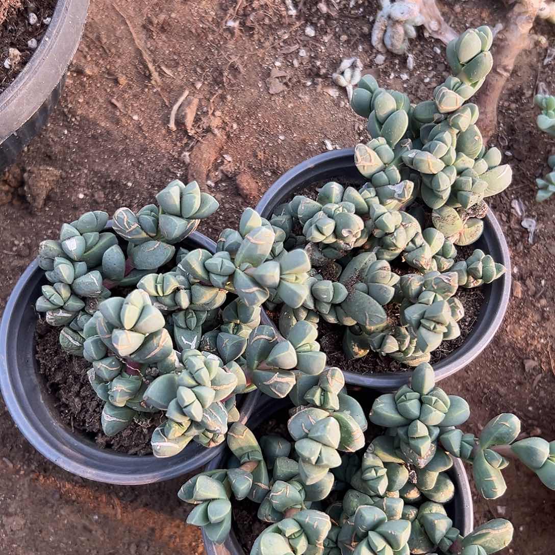 多肉植物多肉植物