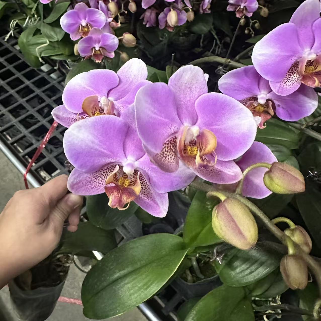 蝴蝶兰【鸿运】单花剑室内花花 懒人好养 广州基地直发