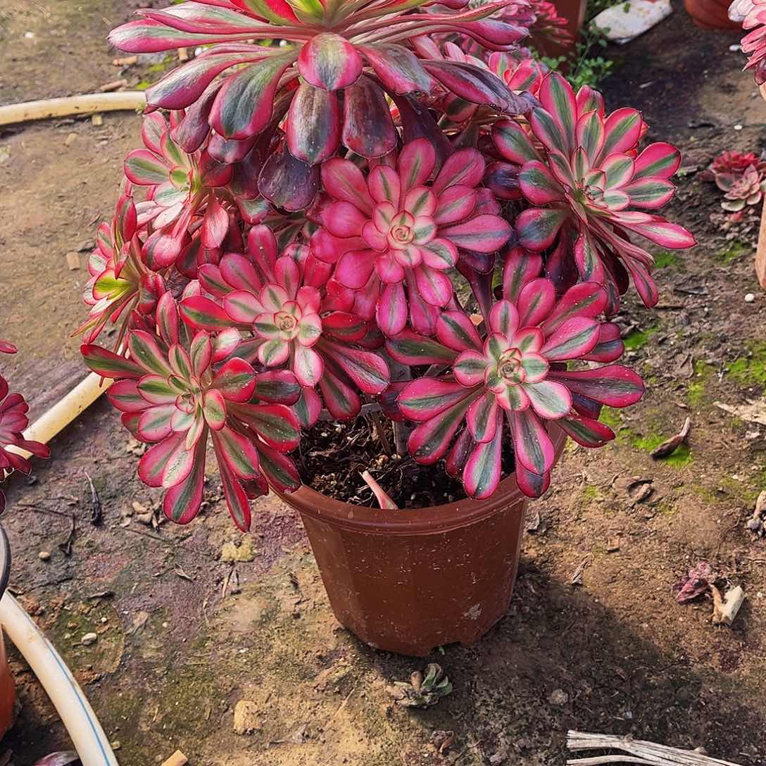 阳**情多肉499香奈儿法师