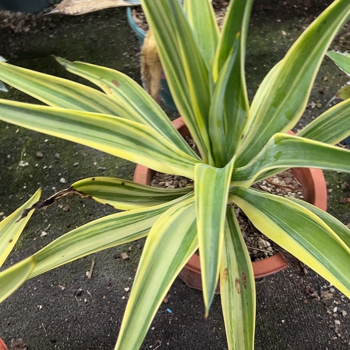 鹦鹉嘴稿斑锦植物