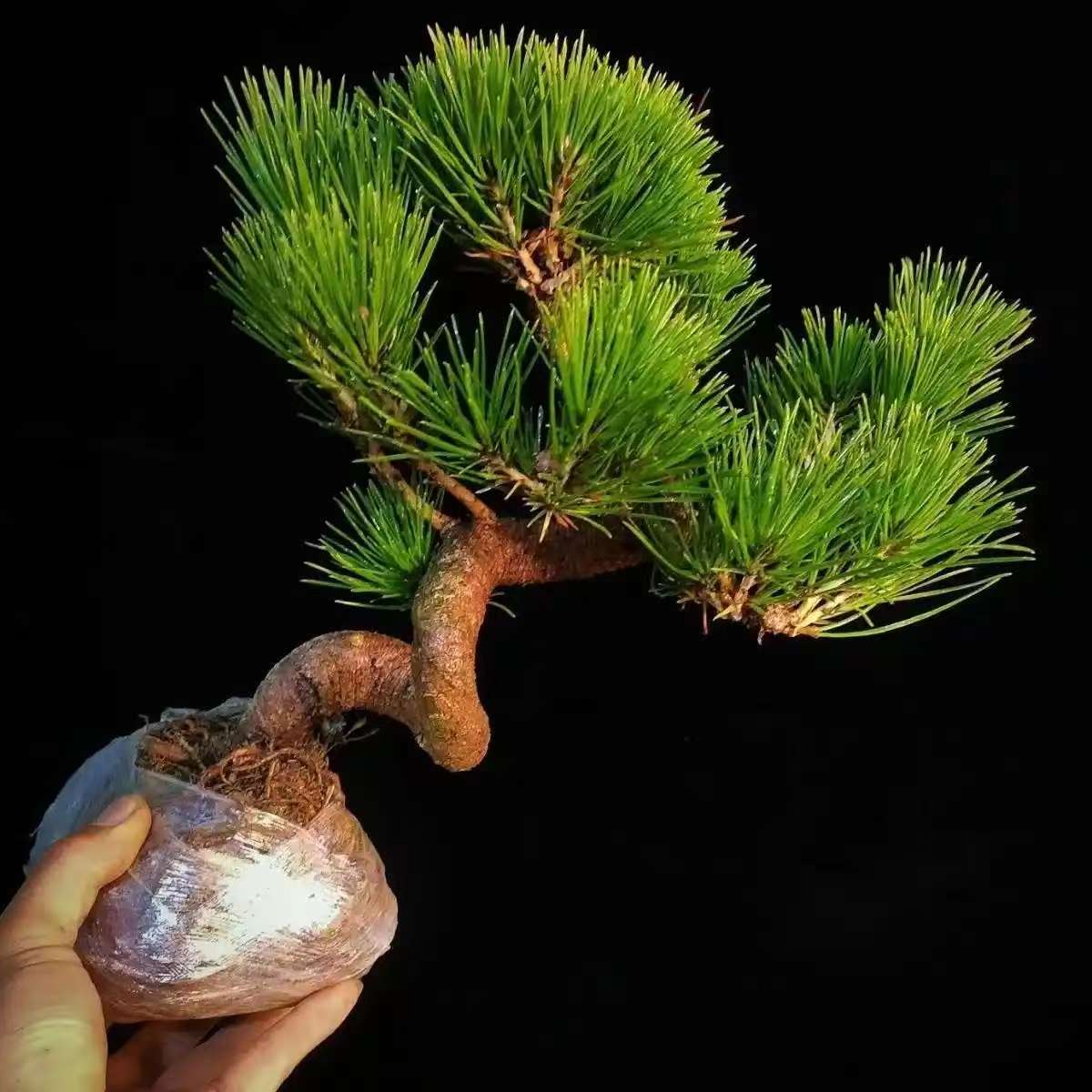 老桩黑松盆景四季常青适合阳台庭院种植