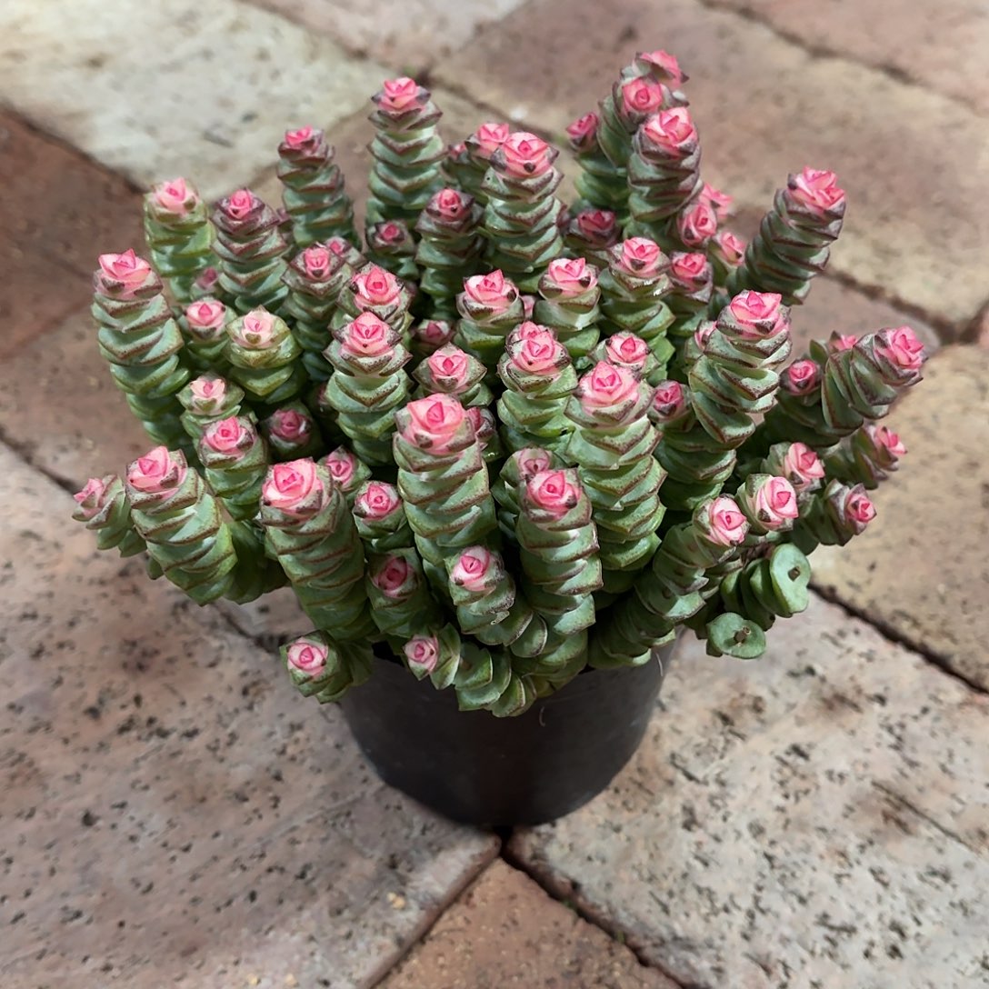 钱串群生冠幅15㎝左右