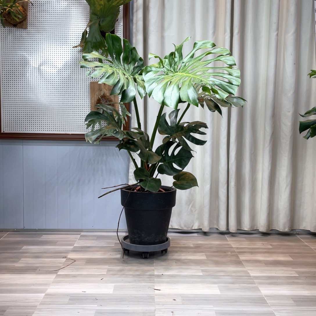 龟背竹的故事是一个人的