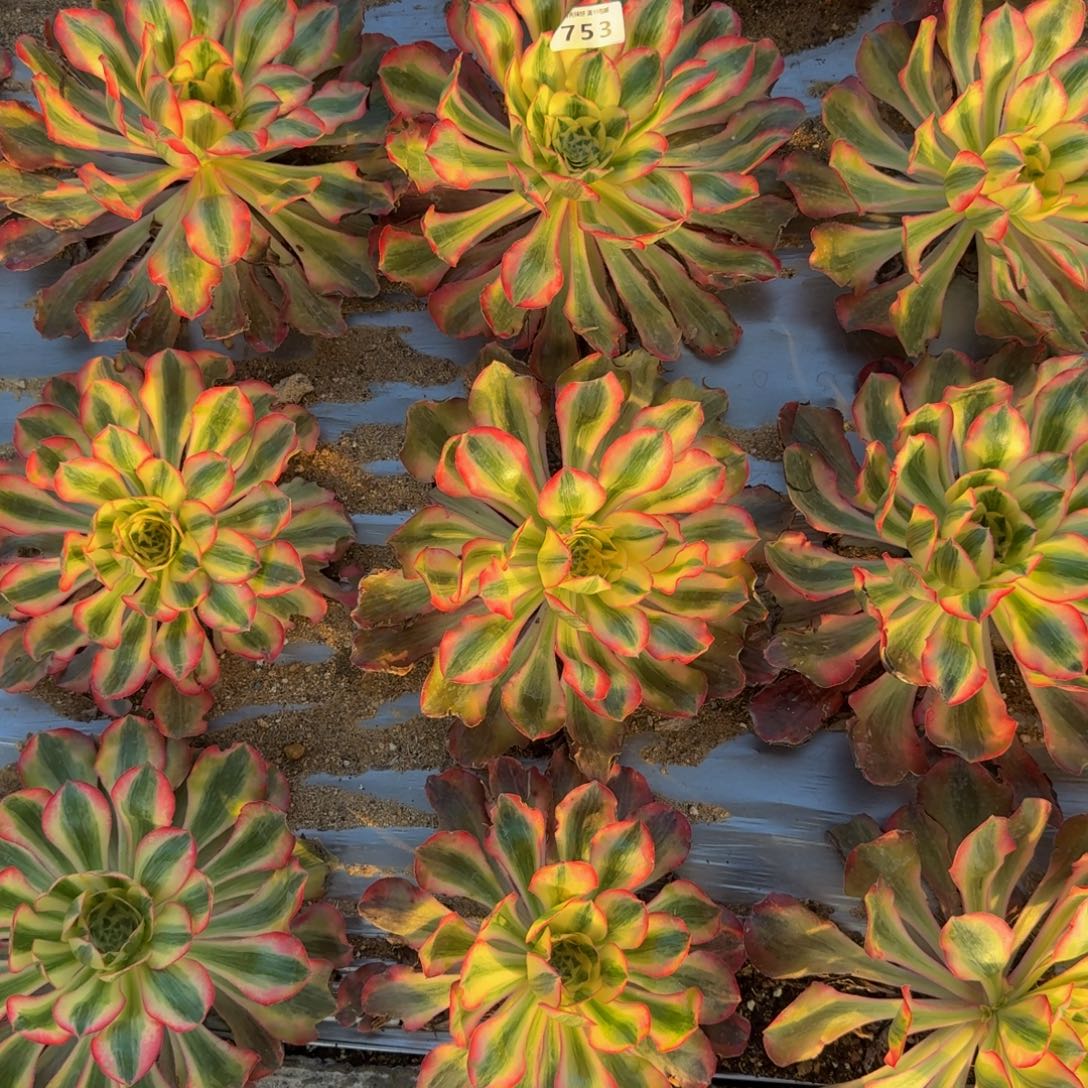 墨***痕753爱丽丝到秋。多肉植物