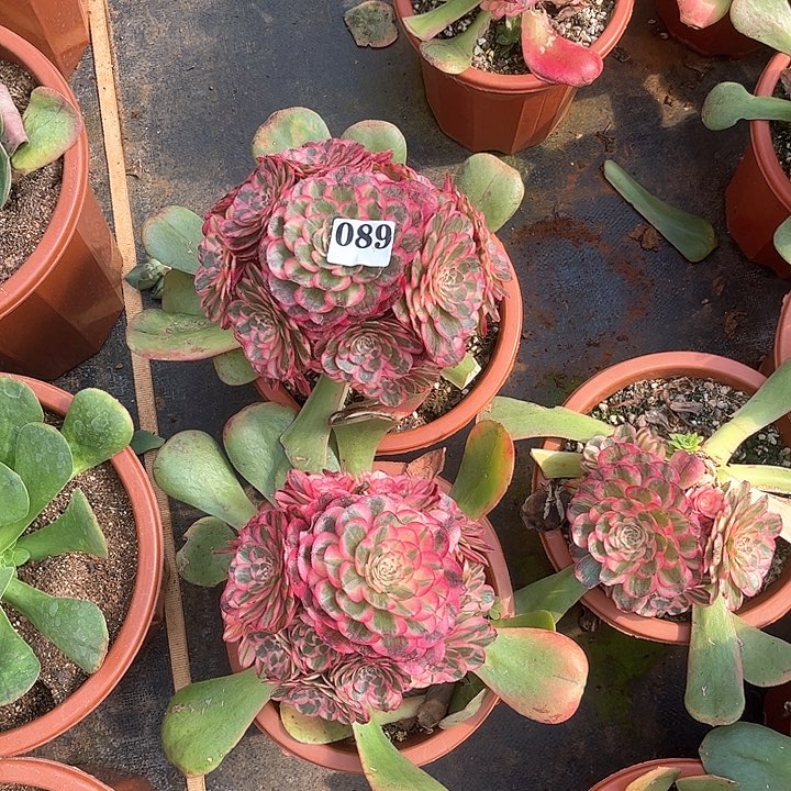 椰**?2颗海神多肉植物089