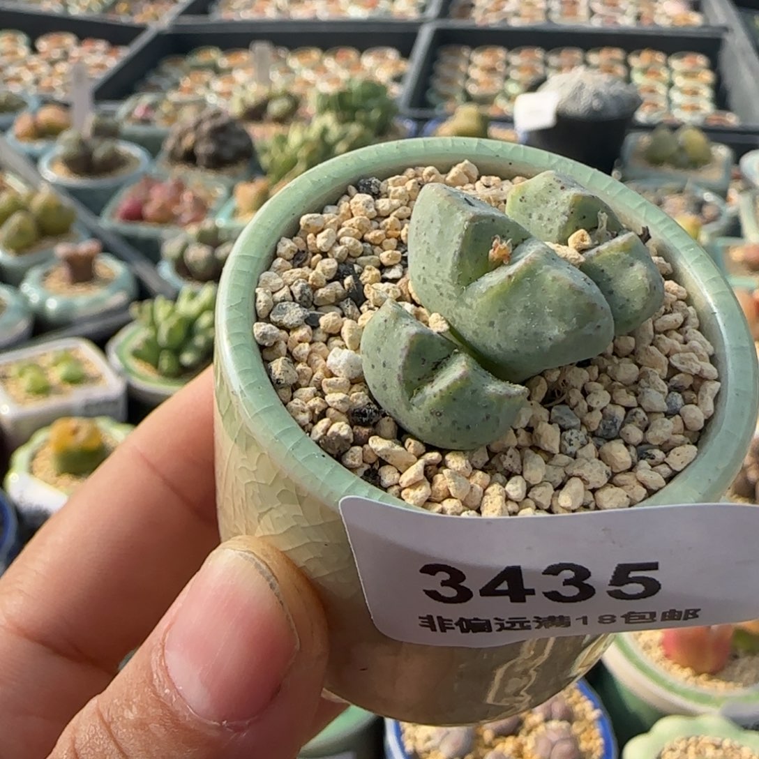 3435--一物一拍 带盆