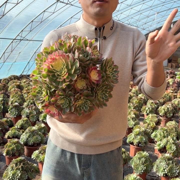 精品超大海仙好看好养