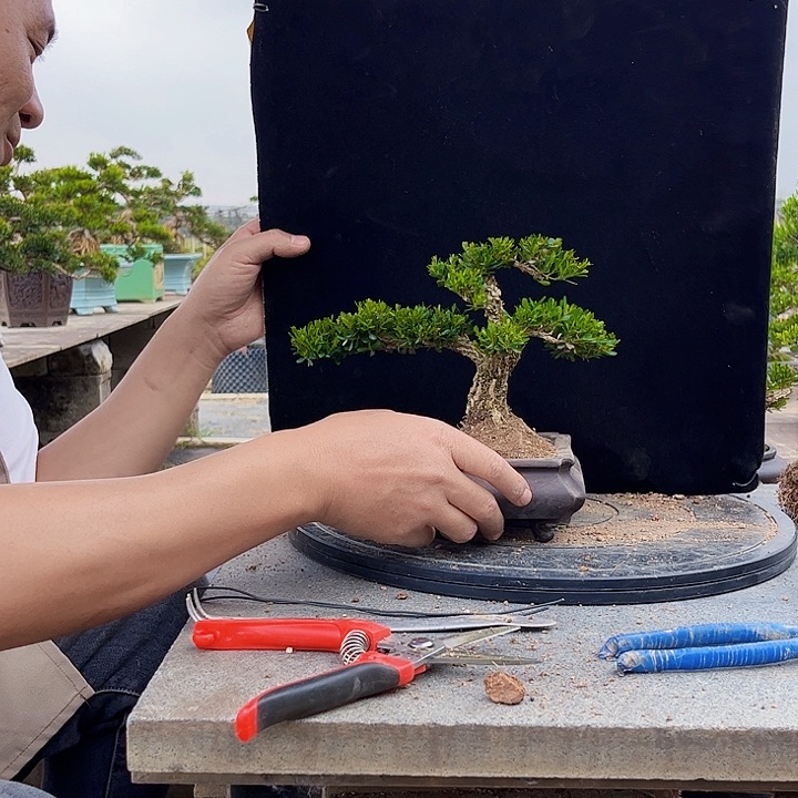 黄杨盆景四季长青不落叶天**人