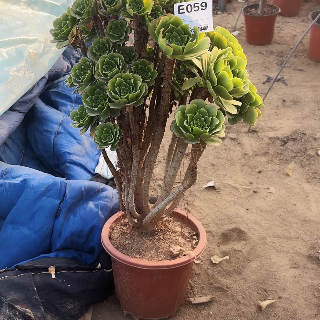 橘**头059绿杨蓉多肉植物