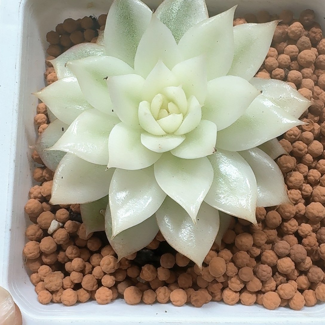 黑水晶大宽锦多肉植物