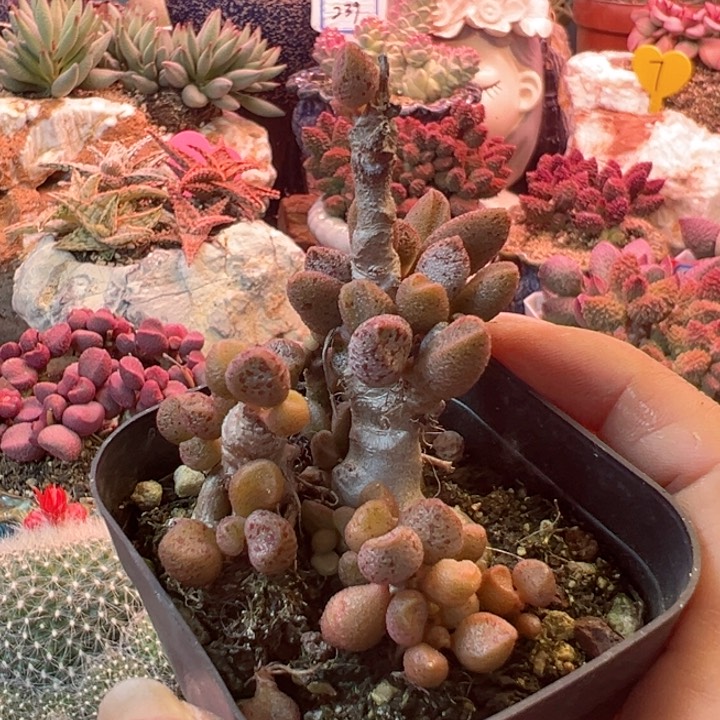 浮**梦可以吗你说你不知道吗